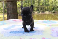 Archie, a male French Bulldog for sale in Greenville, TX – 7 of 7