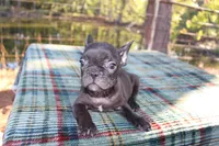 Hunter, a male French Bulldog for sale in Greenville, TX – 5 of 10