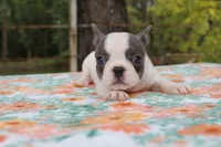 Molly, a female French Bulldog for sale in Greenville, TX – 3 of 7