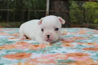 Penny, a female French Bulldog for sale in Greenville, TX – 6 of 7