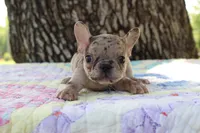 Arlo, a male French Bulldog for sale in Greenville, TX – 5 of 8