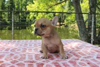 Eliza, a female French Bulldog for sale in Greenville, TX – 2 of 10