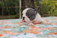 Molly, a female French Bulldog for sale in Greenville, TX – 7 of 7