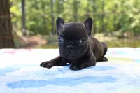 Oliver, a male French Bulldog for sale in Greenville, TX – 3 of 7