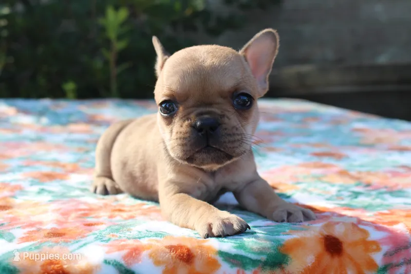 Eliza – French Bulldog puppy for sale in Greenville, TX