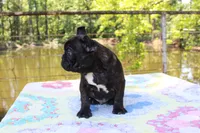Danny, a male French Bulldog for sale in Greenville, TX – 4 of 8