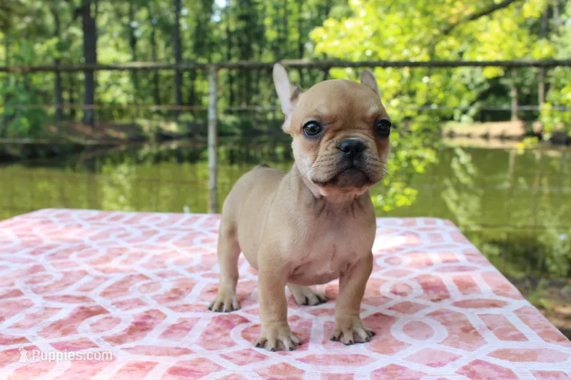 Eliza – French Bulldog puppy for sale in Greenville, TX