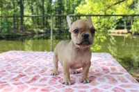 Eliza, a female French Bulldog for sale in Greenville, TX – 1 of 10