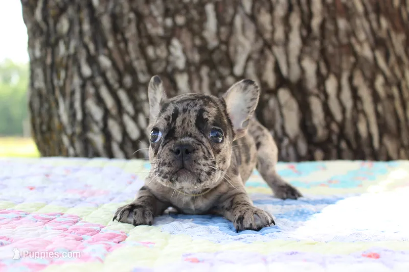 Daphne – French Bulldog puppy for sale in Greenville, TX