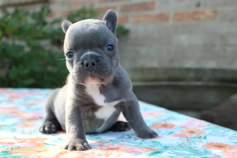 Willa – French Bulldog puppy for sale in Greenville, TX