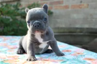 Willa, a female French Bulldog for sale in Greenville, TX – 1 of 7