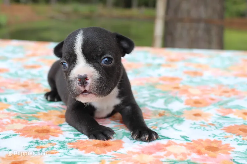Roxy – French Bulldog puppy for sale in Greenville, TX
