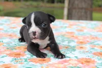 Roxy, a female French Bulldog for sale in Greenville, TX – 1 of 7