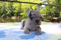 Ivy, a female French Bulldog for sale in Greenville, TX – 3 of 7