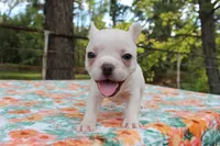 Lucy, a female French Bulldog for sale in Greenville, TX – 4 of 7