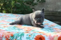 Willa, a female French Bulldog for sale in Greenville, TX – 5 of 7