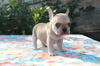 Cedar, a male French Bulldog for sale in Greenville, TX – 5 of 7