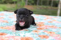 Pebbles, a female French Bulldog for sale in Greenville, TX – 1 of 7