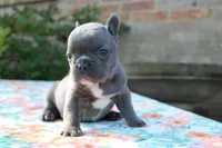 Willa, a female French Bulldog for sale in Greenville, TX – 2 of 7