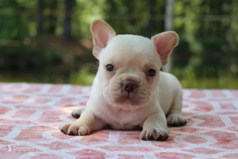 Harvey, a male French Bulldog for sale in Greenville, TX – 1 of 7