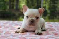 Harvey, a male French Bulldog for sale in Greenville, TX – 1 of 7