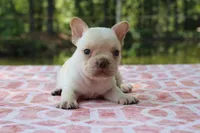 Harvey, a male French Bulldog for sale in Greenville, TX – 4 of 7