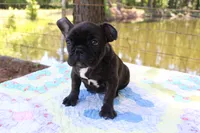 Danny, a male French Bulldog for sale in Greenville, TX – 3 of 8