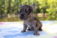 Daphne, a female French Bulldog for sale in Greenville, TX – 5 of 7