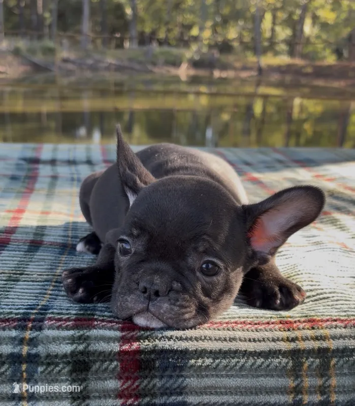 Pebbles – French Bulldog puppy for sale in Greenville, TX