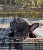 Pebbles, a female French Bulldog for sale in Greenville, TX – 7 of 8