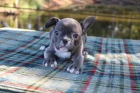 Charlie, a male French Bulldog for sale in Greenville, TX – 2 of 10