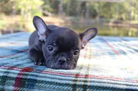 Pebbles, a female French Bulldog for sale in Greenville, TX – 3 of 8