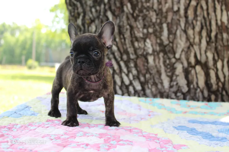 Archie – French Bulldog puppy for sale in Greenville, TX