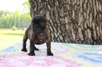 Archie, a male French Bulldog for sale in Greenville, TX – 1 of 7