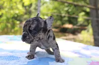 Daphne, a female French Bulldog for sale in Greenville, TX – 2 of 7