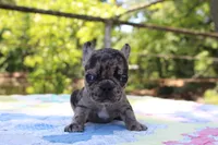 Daphne, a female French Bulldog for sale in Greenville, TX – 6 of 7
