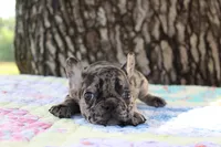 Daphne, a female French Bulldog for sale in Greenville, TX – 3 of 8