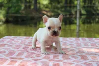 Howard, a male French Bulldog for sale in Greenville, TX – 7 of 7