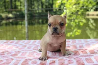 Eliza, a female French Bulldog for sale in Greenville, TX – 4 of 10