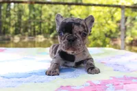 Luca, a male French Bulldog for sale in Greenville, TX – 7 of 7