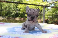 Arlo, a male French Bulldog for sale in Greenville, TX – 5 of 7