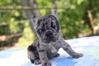 Daphne, a female French Bulldog for sale in Greenville, TX – 1 of 7