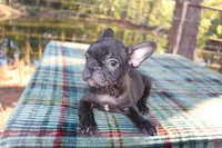 Hunter, a male French Bulldog for sale in Greenville, TX – 7 of 10