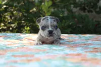 Selena, a female French Bulldog for sale in Greenville, TX – 5 of 7