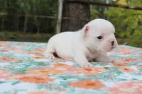 Penny, a female French Bulldog for sale in Greenville, TX – 2 of 7