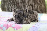 Daphne, a female French Bulldog for sale in Greenville, TX – 2 of 8