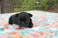 Pebbles, a female French Bulldog for sale in Greenville, TX – 5 of 7