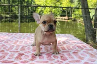 Eliza, a female French Bulldog for sale in Greenville, TX – 7 of 10