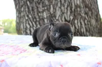 Oliver, a male French Bulldog for sale in Greenville, TX – 2 of 7