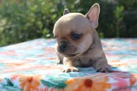 Eliza, a female French Bulldog for sale in Greenville, TX – 5 of 7